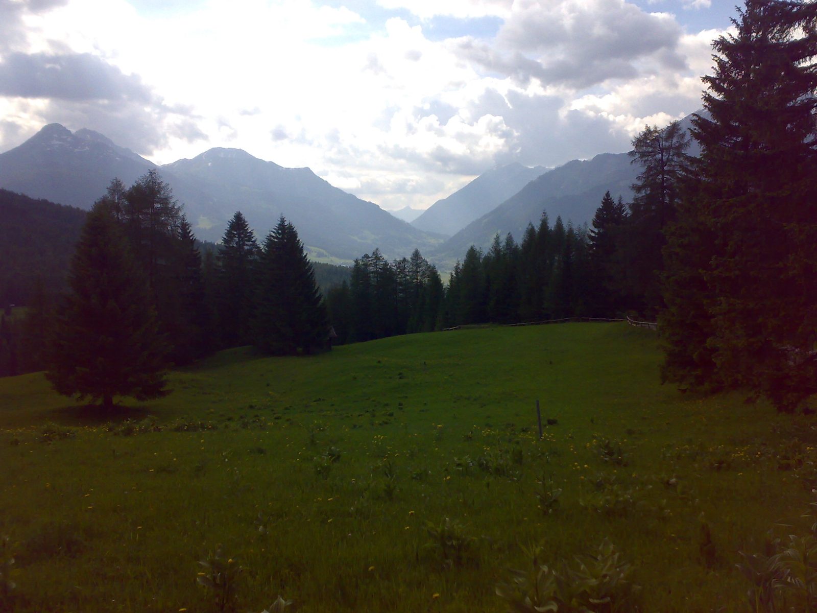Alpenwiese und Talblick